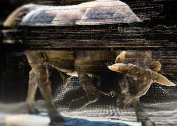 Medya Sanatı Festivali Ars Electronica Zorlu PSM’de